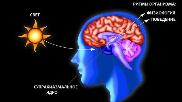 Почему так важно спать в темноте? смотреть онлайн