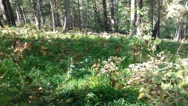 ТИХИЙ ЛЕС...ТАЙГА смотреть онлайн