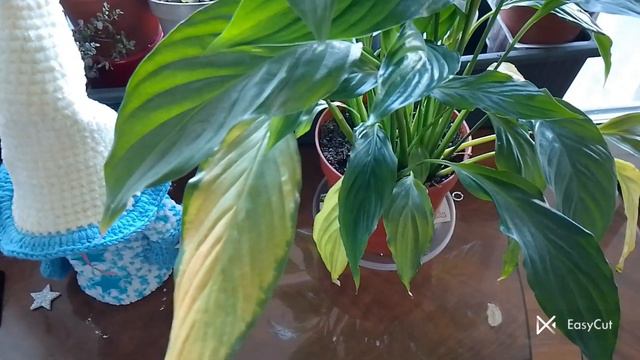 Результат перевершив всі мої очікування 😱Спатифілум після пересадки. #українськийконтент#спатифілум