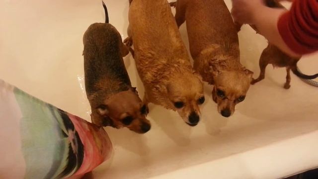Купание той-терьеров смотреть онлайн