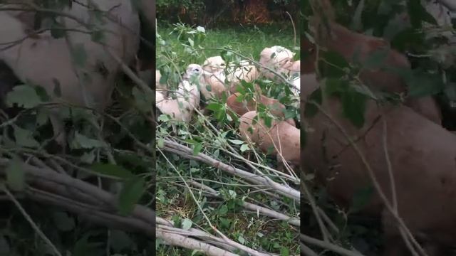 Катумские овечки кушают листву ивы смотреть онлайн