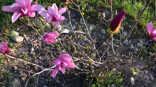 4 years old Magnolia Ann blooming смотреть онлайн