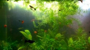 Как нерестить гуппи? Опыт в разведения гуппи