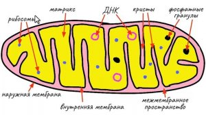 Строение клетки: митохондрии | самое простое объяснение