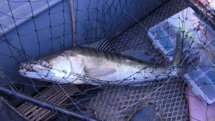 Судак на отводной поводок. смотреть онлайн