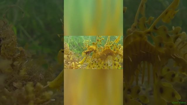 Морской конёк-тряпичник. Топ 10 необычных животных в мире . Часть 7 #shorts смотреть онлайн