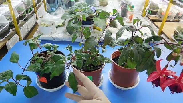 ???РАЗНОЕ ОСВЕЩЕНИЕ ДЛЯ КОМНАТНЫХ ЦВЕТОВ ! СМОТРИТЕ МОЙ РЕЗУЛЬТАТ ВЫРАЩИВАНИЯ ! смотреть онлайн