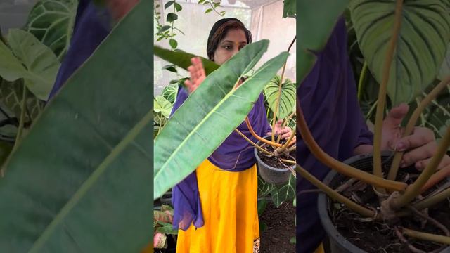 Philodendron Billietiae and Alocasia Sinuata смотреть онлайн