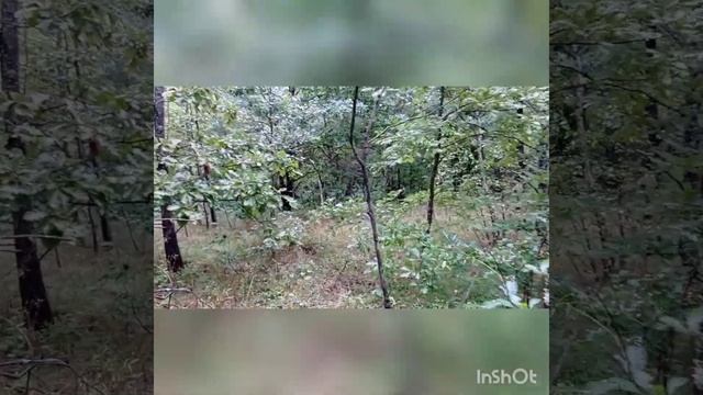 Ягдтерьер Охота на уток 2021 В поисках подранка смотреть онлайн