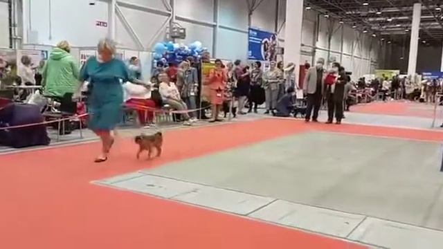 Cacib 16.10.21 Новосибирск ринг Брюсельский Гриффон Порше Кайен судья Португалия смотреть онлайн