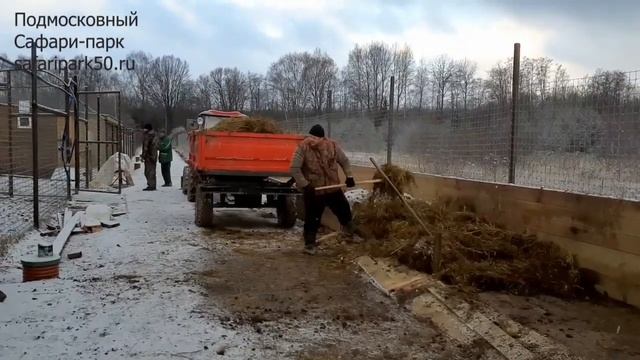 Утренняя зарядка в Подмосковном Сафари-парке смотреть онлайн