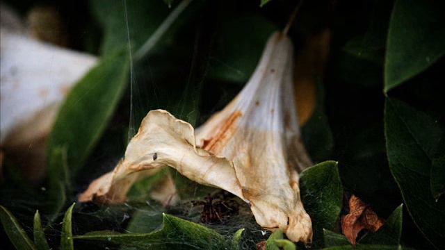 Schubert - Winterreise - Der Leiermann (Hans Jörg Mammel) смотреть онлайн