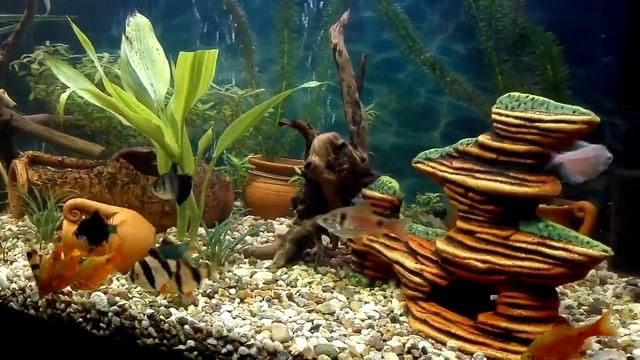 Сомик анцитрус в аквариуме с барбусами, растет не по дням а по часам. смотреть онлайн