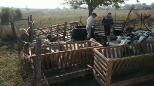 Купание коз овец от клещей вшей и паразитов на кошаре