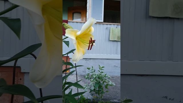 Лилия цветёт ? смотреть онлайн