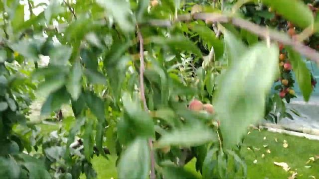 Дерево сад смотреть онлайн