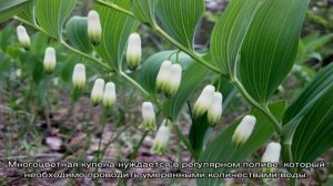 Тенелюбивая купена в саду: заполняем все уголки участка (20 фото)