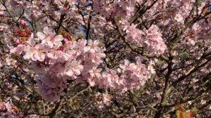 ЦВЕТУЩАЯ САКУРА, розовая сакура в Ботаническом саду Петра Великого, вишня саржента