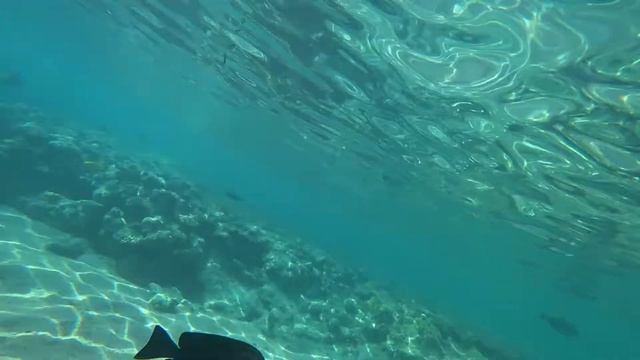 Пляж отеля Barcelo Tiran Sharm. Огромные рыбы| Шарм-Эль-Шейх| Египет| смотреть онлайн