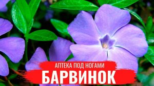 БАРВИНОК /  О правилах сбора, нюансах заготовки и приготовлении полезных настоев / Аптека под ногами
