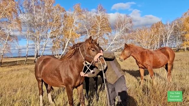 Поймал дикую лошадь в поле. Вот как это было! смотреть онлайн