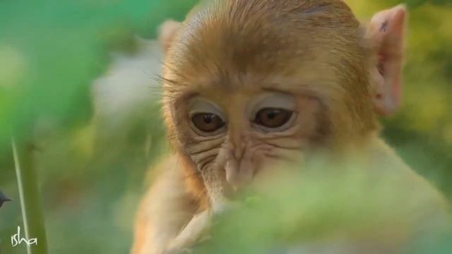 Sadhguru On How To Manifest Part 1