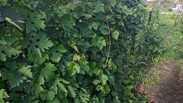 нормировка гроздями смотреть онлайн