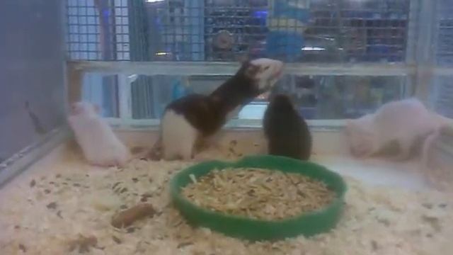 сушняки у крыс!!! смотреть всем