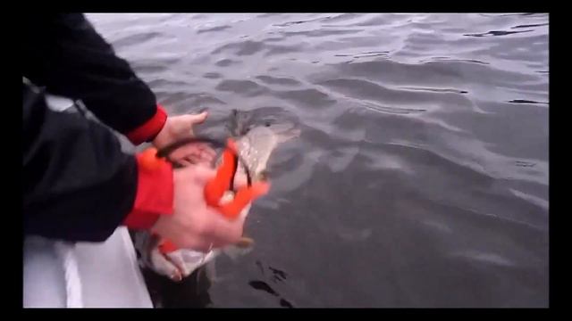 История одного Пойнтера. На что способен культовый воблер. смотреть онлайн