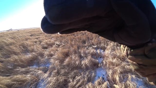 Очень много фазана. охота по снегу с мр-155 Дальний Восток смотреть онлайн