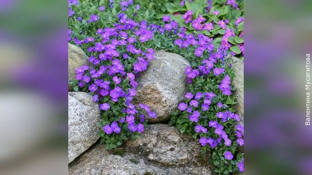 ❀ Цветочные культуры, которые можно посадить на рассаду в феврале. Часть 2 Двулетники и многолетник смотреть онлайн