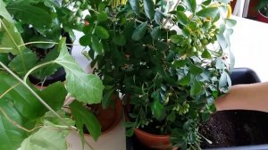 Мурайя пересадка. Хлороз листьев. Трио из взрослых мурайек