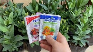 ШОК! РАССАДЕ ЭУСТОМЫ ЧЕТЫРЕ МЕСЯЦА! ВСЯ ПРАВДА О ПОДКОРМКАХ