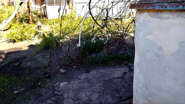 Кот "душегуб" или Томик охотник. На даче 5 мая 2022 года. смотреть онлайн