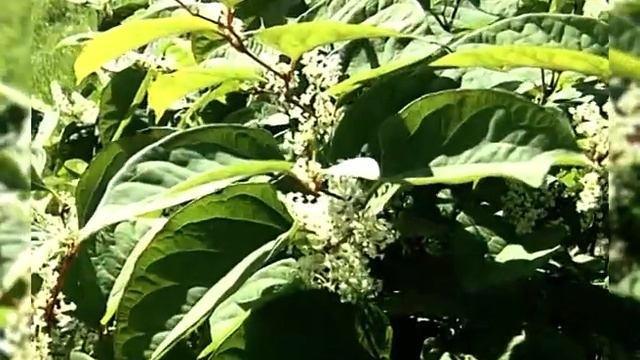 Горец сахалинский и гортензия - растения Дальнего Востока в Сибири смотреть онлайн