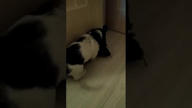 Собственник/Большой Вандейский Бассет Гриффон/Grand Basset Griffon Vendeen/Puppy/Щенки смотреть онлайн
