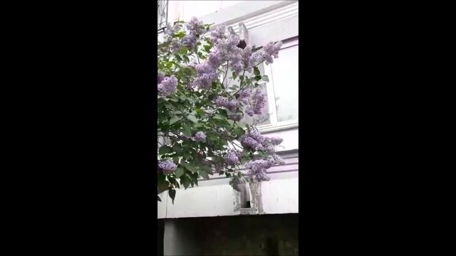 СИРЕНЬ НА ВЕТРУ!!! смотреть онлайн
