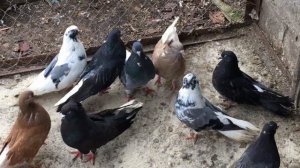 Березнеговатские голуби, как один из видов Николаевских голубей.
