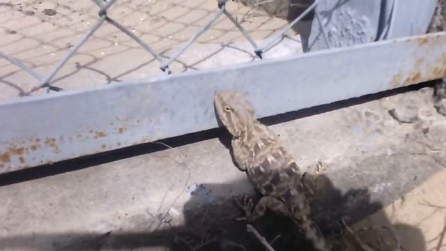 Ящеры Казахстана смотреть онлайн