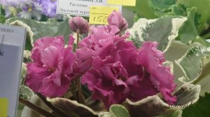 Выставка фиалок "Здравствуй, лето" 2021 Региональной группы. Топ 50 самых красивых фиалок. Обзор