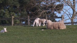 Звук овцы голос овцы крик овцы / звук барана голос барана крик барана / изучаем звуки животных