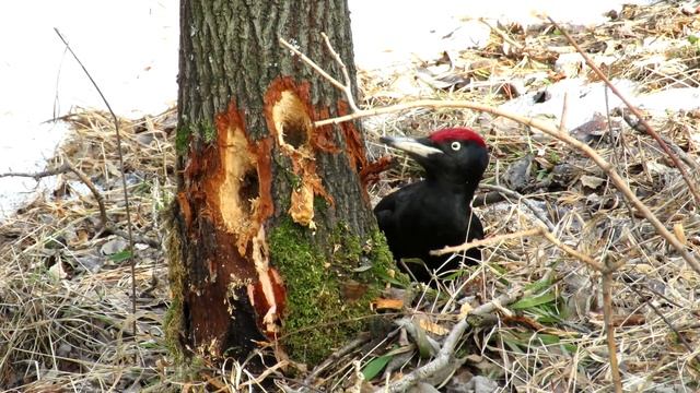 Самец черного дятла добыл крупного короеда смотреть онлайн