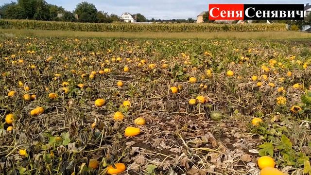 Заробіток на зернятах гарбуза, реальний урожай з невеличкого города під час засушливого літа смотреть онлайн