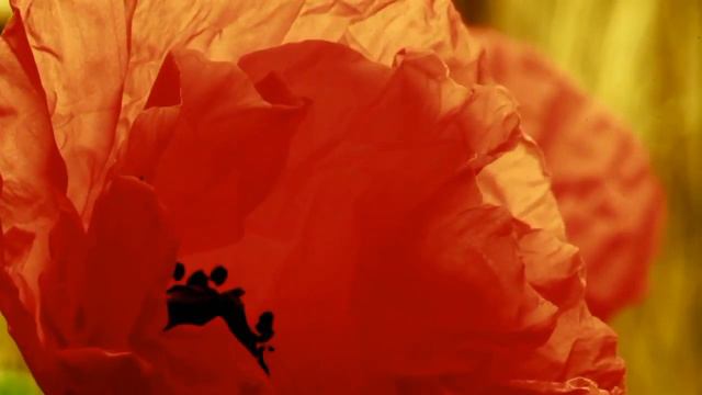 С 8 марта дорогие женщины! смотреть онлайн