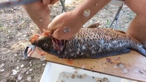 Как почистить САЗАНА?  Легко снять чешую. Не попортить внутренности,чтобы не горчил