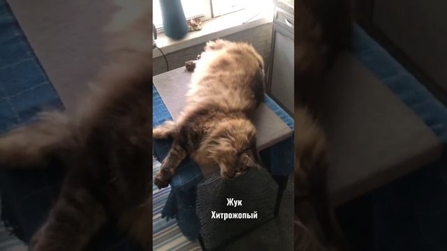 Жук хитрожопый #cat #кот #мейнкун #милыепитомцы смотреть онлайн