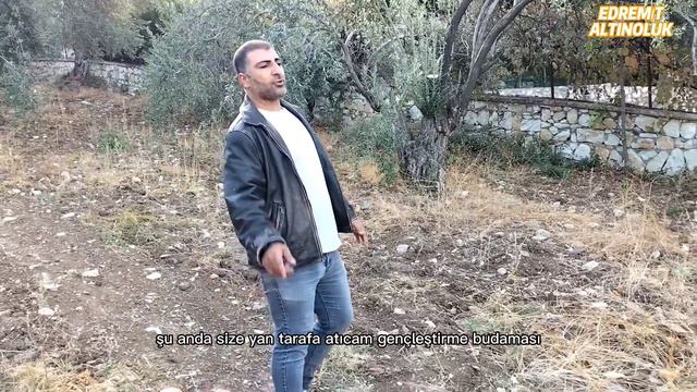 Zeytin Bahçelerimde 1 Yıllık İlaç ve Gübre Programım.Yanlış Gençleştirme Budaması Yapılan Ağaçlar. смотреть онлайн