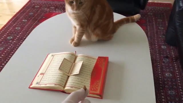Сравнение реакция кошки на Куран смотреть онлайн