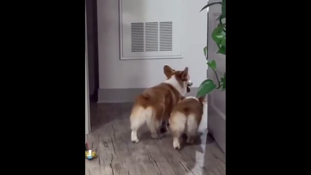 Уход за собакой для детей смотреть онлайн