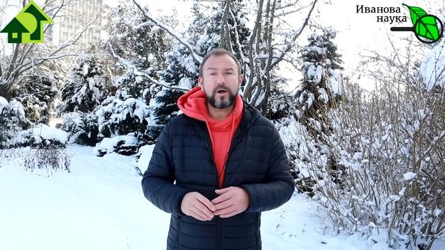 КРАСНЕЛИ ЛИСТЬЯ У ГОЛУБИКИ? Вот что надо сделать, чтобы собирать урожай 60 лет Не спешите подкислят смотреть онлайн